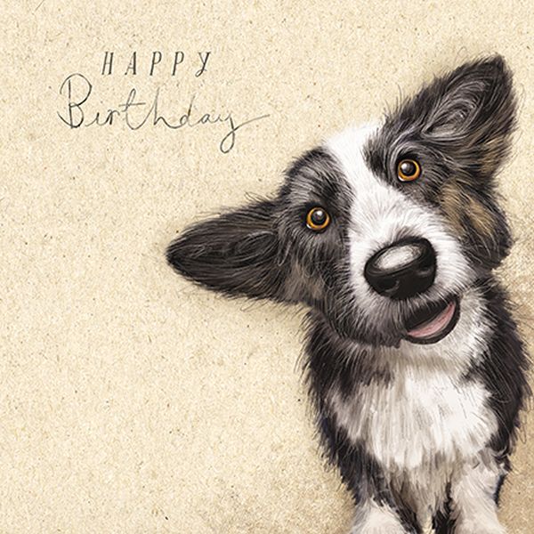 Card-Collie
