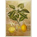 Foil Card-Lemons