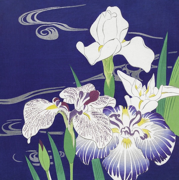 Card-Irises