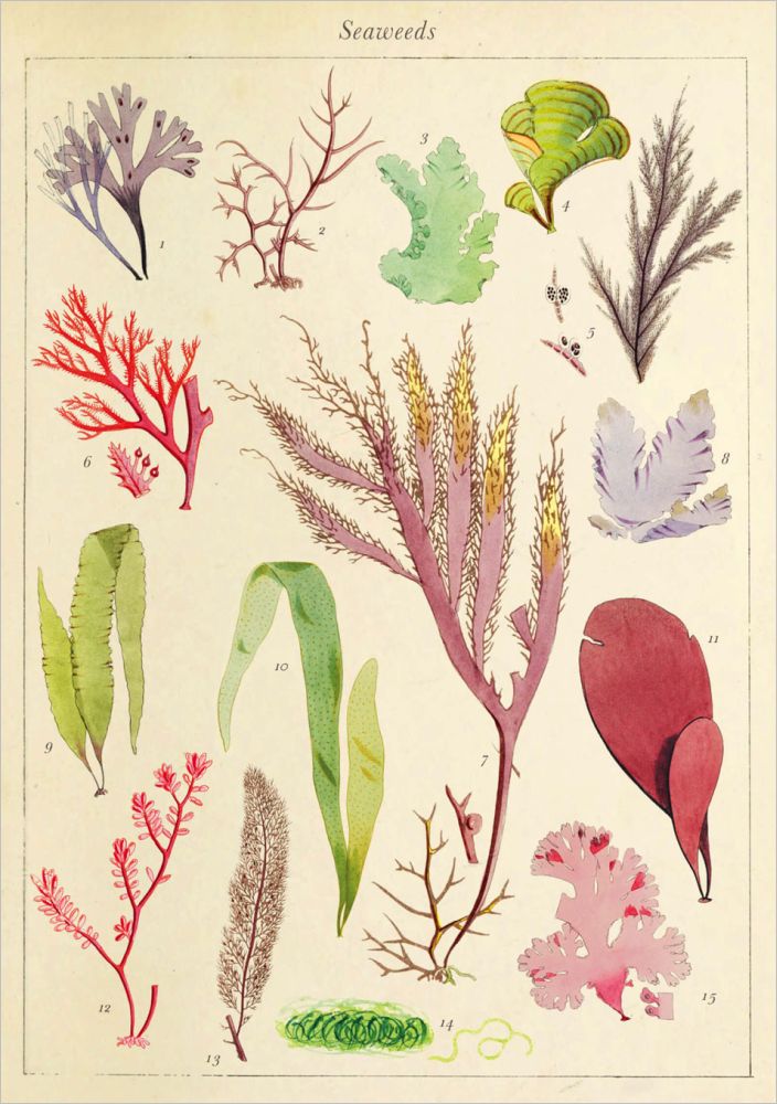 Card-Seaweeds