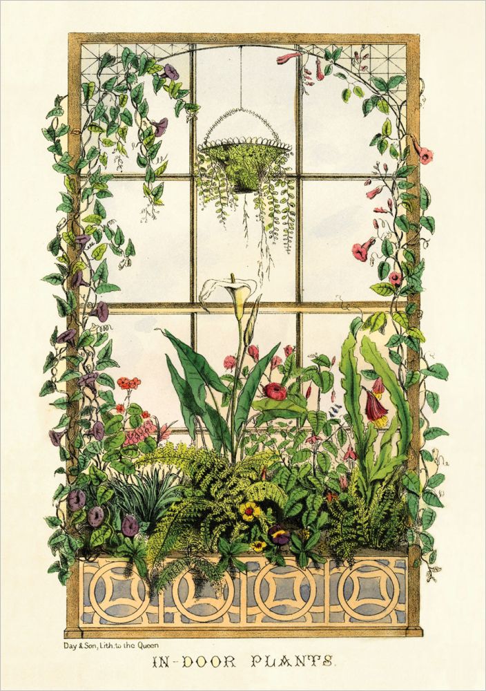 Card-Indoor Plants