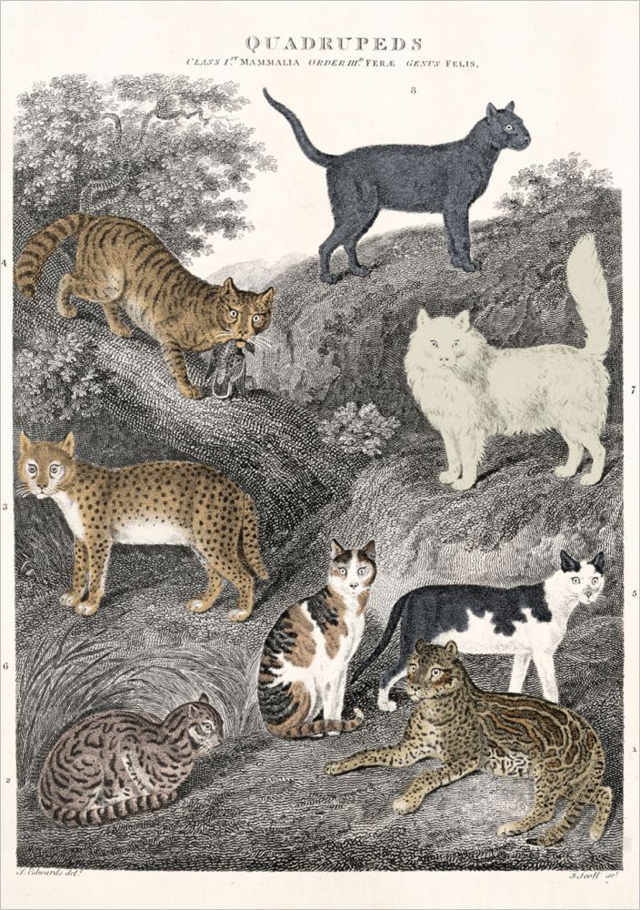 Card-Cats
