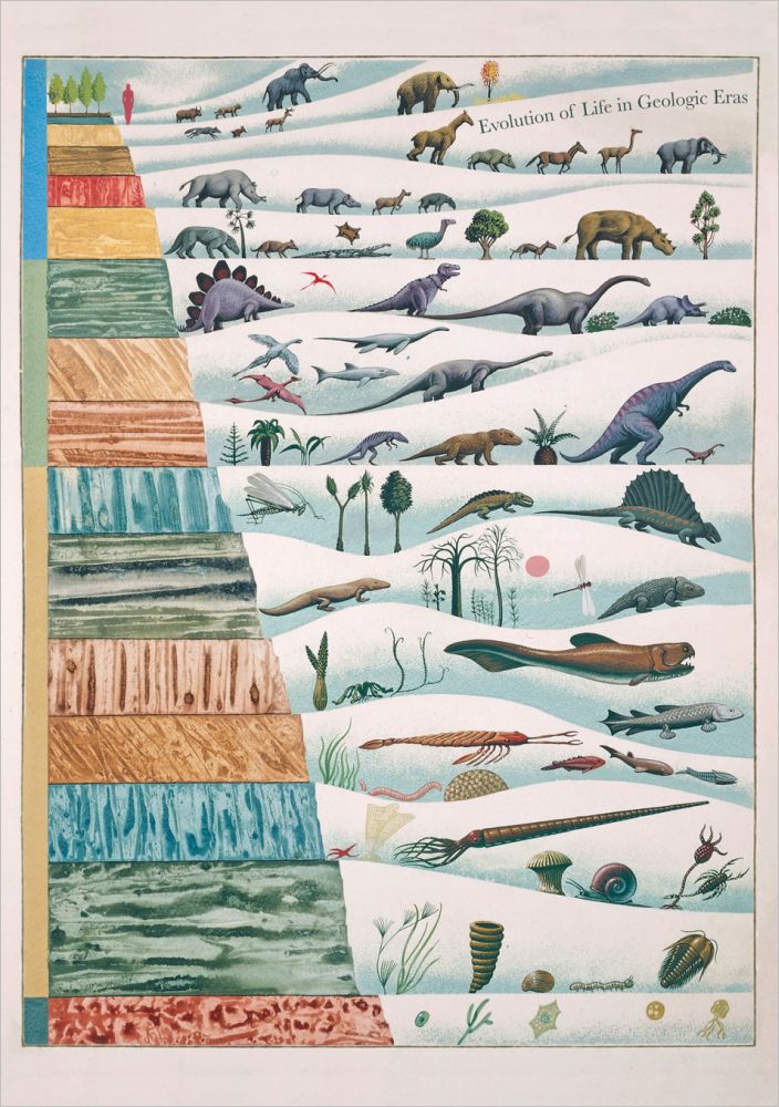 Card-Evolution in Geologic Eras