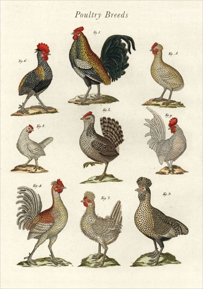 Card-Poultry Breeds