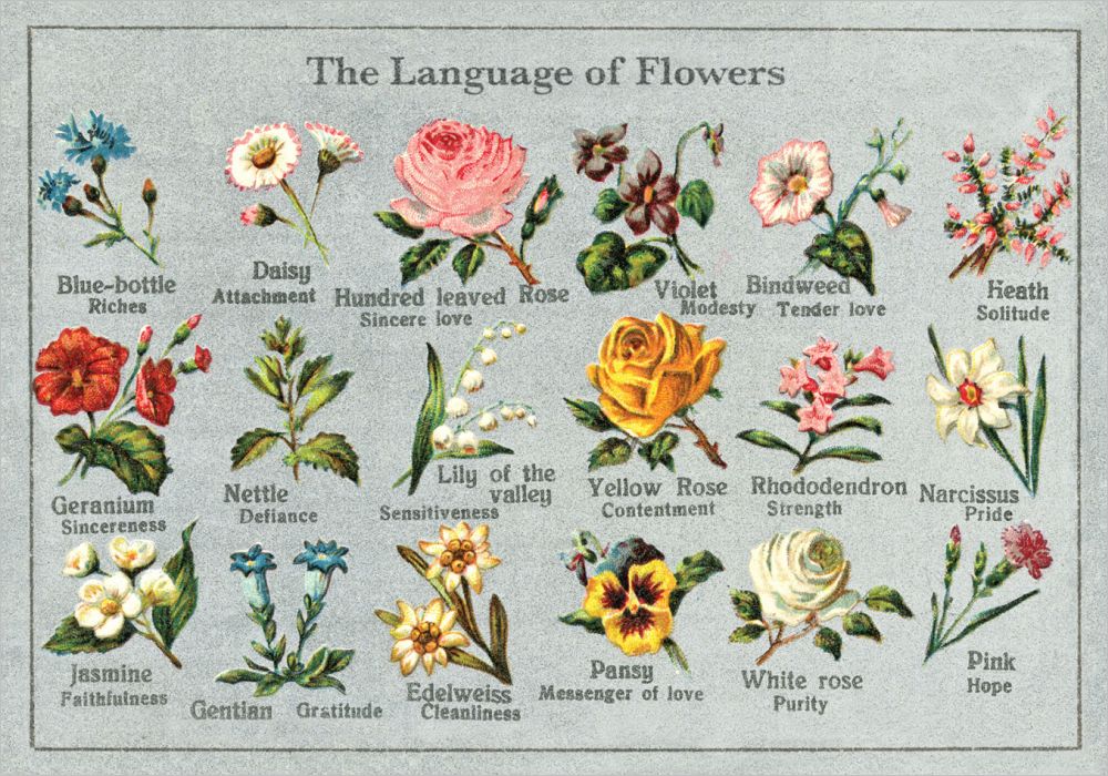 Card-Language of Flowers