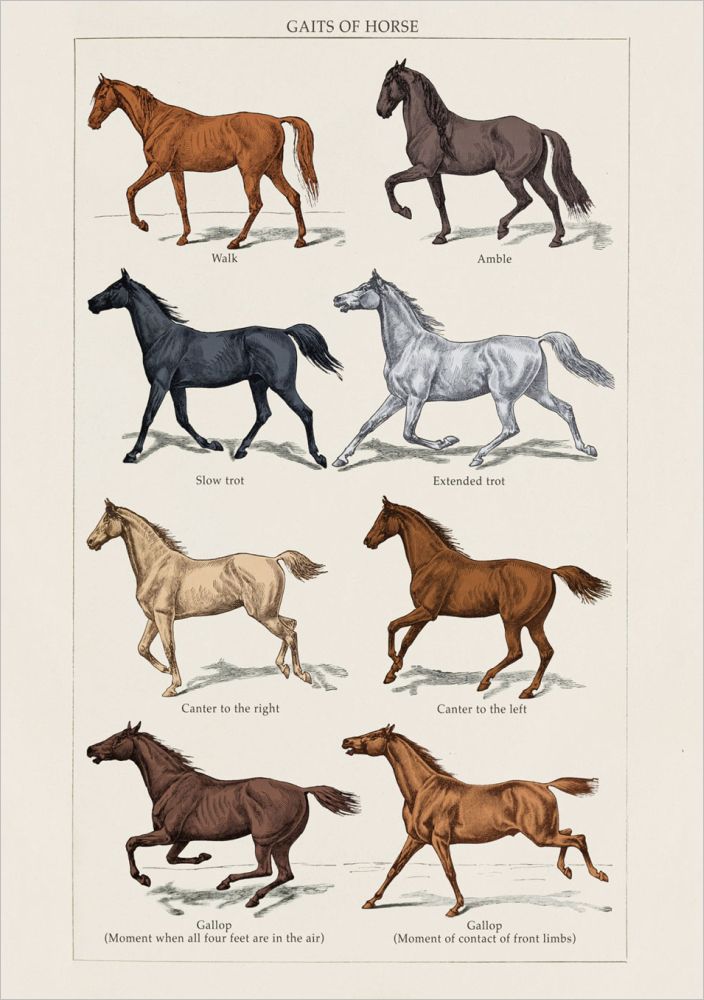 Card-Gaits of Horse