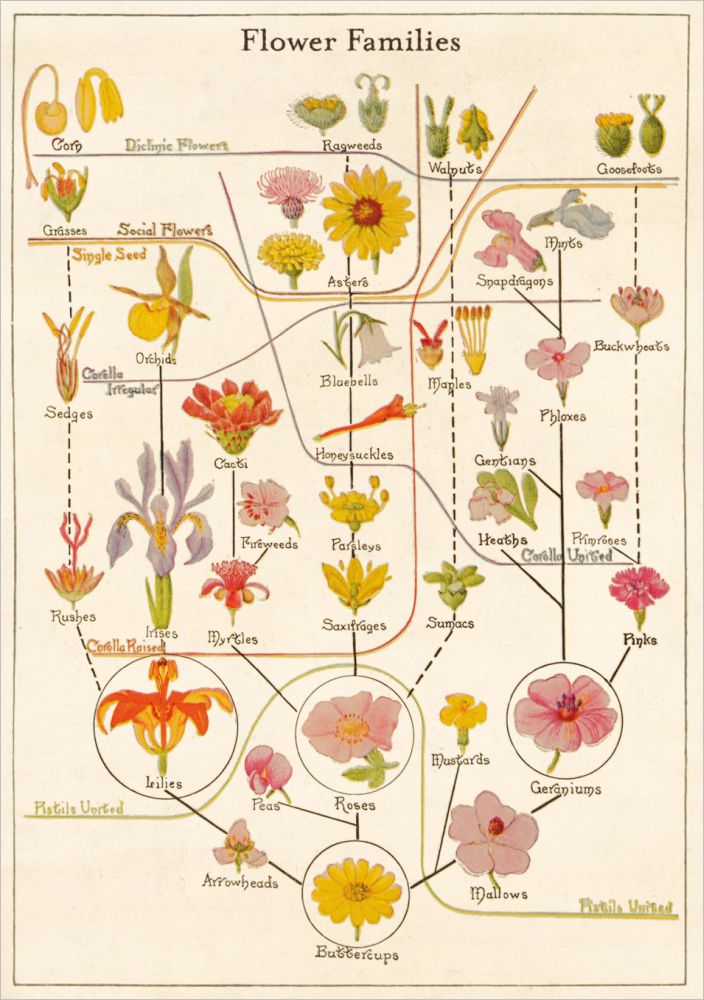 Card-Flower Families