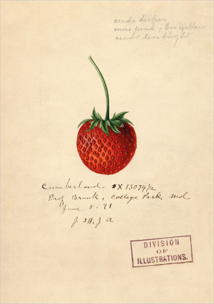 Card-Strawberry
