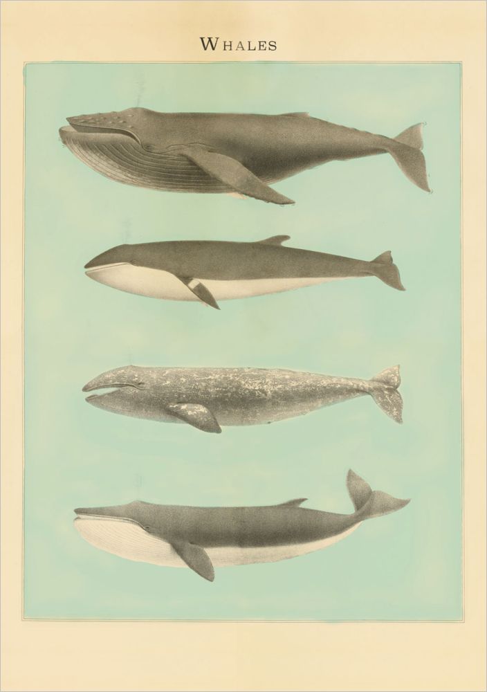 Card-Whales
