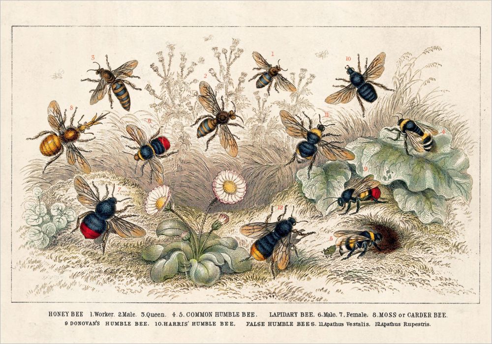 Card-Honey Bee
