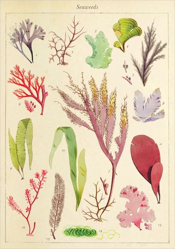 [PB-C-2222] Card-Seaweeds