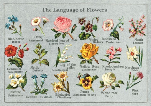 [PB-C-2313] Card-Language of Flowers