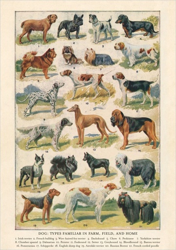 [PB-C-2325] Card-Dog Breeds