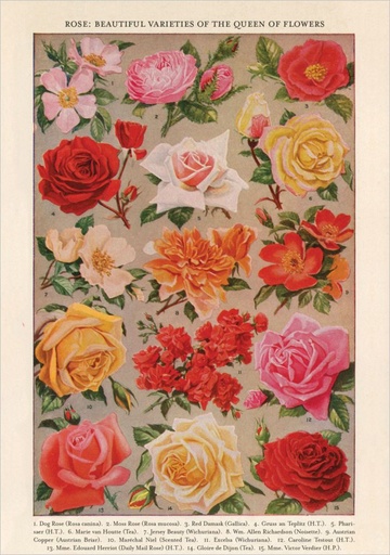 [PB-C-2326] Card-Roses