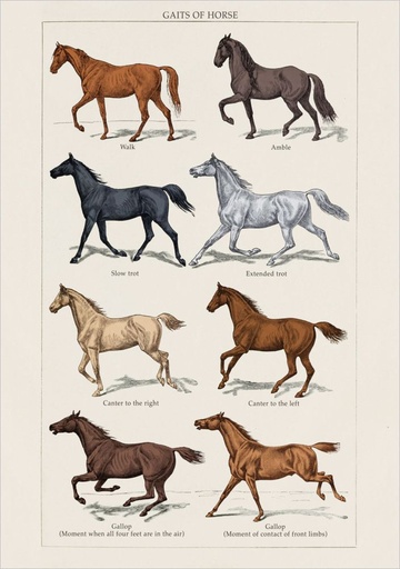 [PB-C-2427] Card-Gaits of Horse