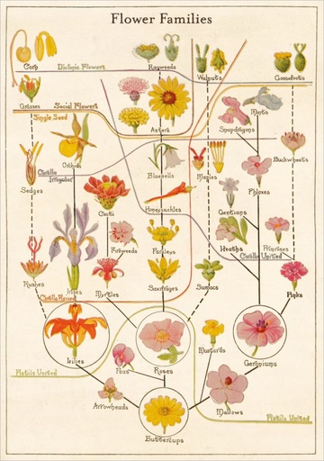 [PB-C-2606] Card-Flower Families