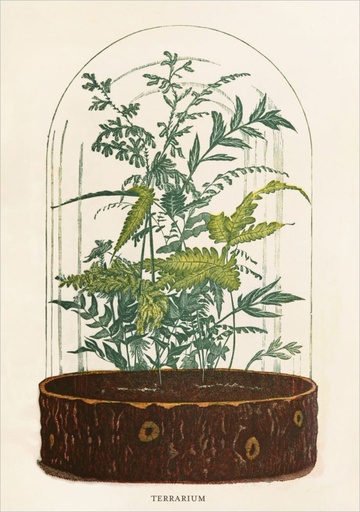 [PB-C-2615] Card-Terrarium
