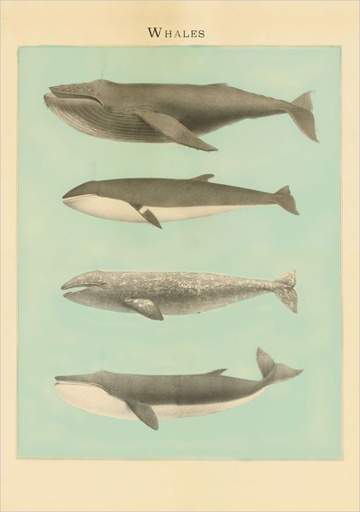 [PB-C-0948] Card-Whales