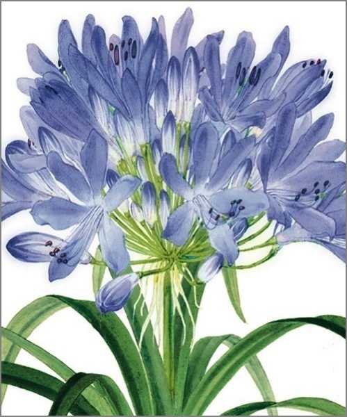 [AV-C-NHM153] Card-Agapanthus