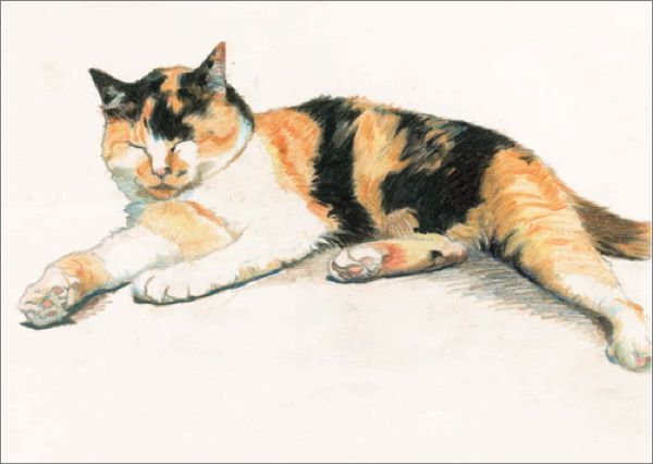[CD-C-WPA005A-2] Card-Tabby