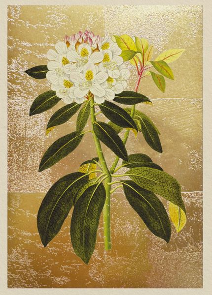 [OD-C-NW12005] Foil Card-Rhododendron